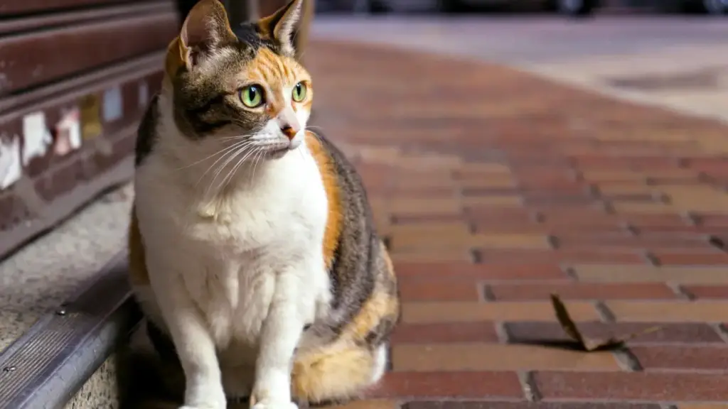 इजीप्टका HBO Max क्रिएटर्स खोजेर असली रिभ्यु कसरी बनाउने — प्लेटफर्म, खोजटिकनीक, भरोसा जाँच, र नेपाली विज्ञापनकर्ताका लागि व्यवहारिक टिप्स।