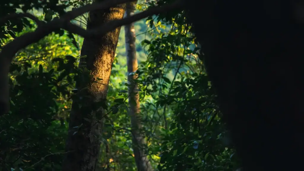 नेपालका क्रिएटरहरूका लागि चरणबद्ध गेमप्ले: Roposo मा Slovenia ब्रान्ड्ससँग कन्ट्याक्ट गर्ने तरिका, स्थानीय ट्रेंड, र भिजिबिलिटी टिप्स।