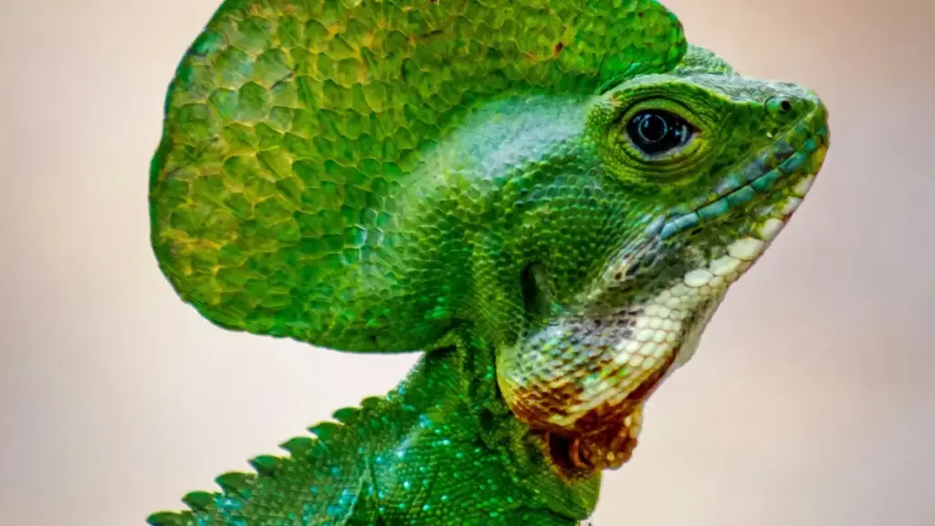 नेपालका विज्ञापनदाताका लागि चरणबद्ध गाइड: डोमिनिकन रिपब्लिकका Snapchat क्रिएटर खोज्ने, छनोट गर्ने र स्थानीय दर्शकसँग सामाजिक एङ्गेजमेन्ट बढाउने व्यवहारिक रणनीतिहरु।