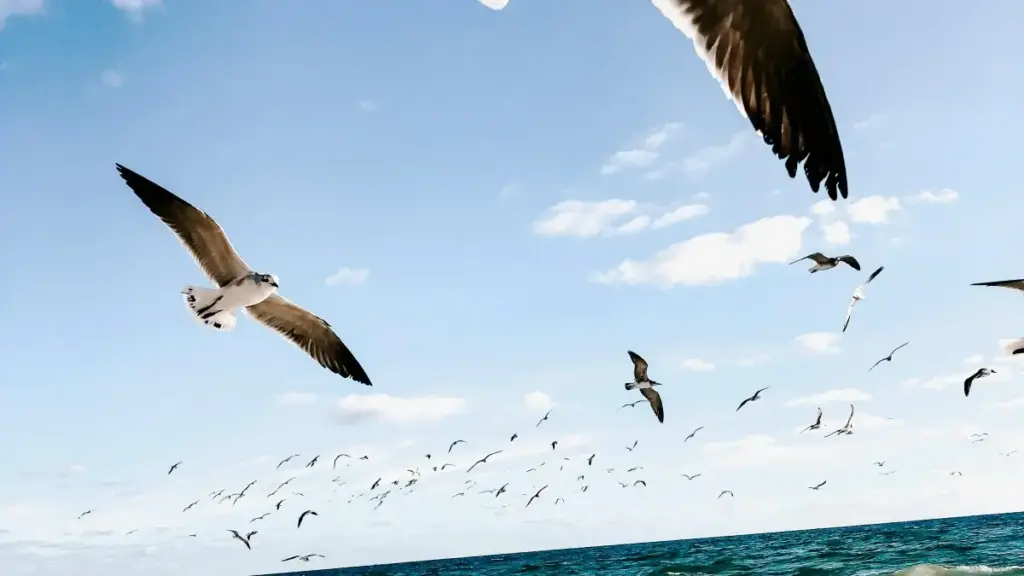 नेपालका क्रिएटरका लागि Reddit प्रयोग गरी डोमिनिकन रिपब्लिकका ब्रान्डहरूसँग टेस्टिमोनियल भिडियो बनाउने व्यवहारिक कदम, रणनीति र जोखिमहरू — 2026 अद्यावधिक सुझावहरू सहित।