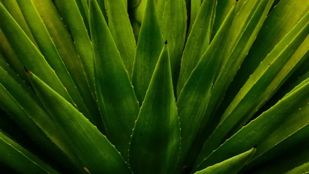 नेपालबाट Douyin मा लाओस ब्रान्डसँग पेड स्पोन्सरशिप कसरी पाउनुहुन्छ — रणनीति, प्लेटफर्म टिप्स, र वास्तविक केसहरू।