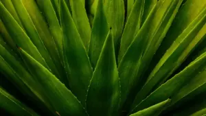 नेपालबाट Douyin मा लाओस ब्रान्डसँग पेड स्पोन्सरशिप कसरी पाउनुहुन्छ — रणनीति, प्लेटफर्म टिप्स, र वास्तविक केसहरू।