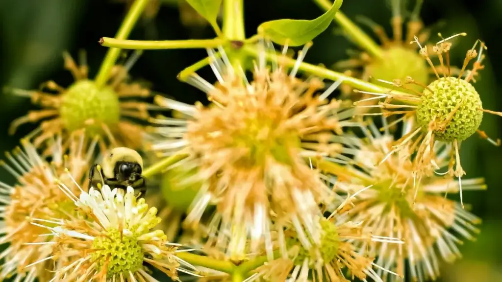 नेपालबाट काजाकिस्तानका Twitter क्रिएटरहरूसँग livestream मा ब्रान्ड सन्देश कसरी इंटीग्रेट गर्ने — व्यावहारिक स्टेप्स, प्लेटफर्म ट्रेन्ड र जोखिम–नियमित सुझावहरू।