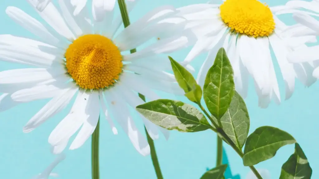 नेपालका क्रिएटरका लागि Denmark ब्रान्डहरुसँग Shopee मा wellness क्याम्पेनमा जोडिन practical कदम, नेटवर्क टेम्पलेट र जोखिम विचारहरू।