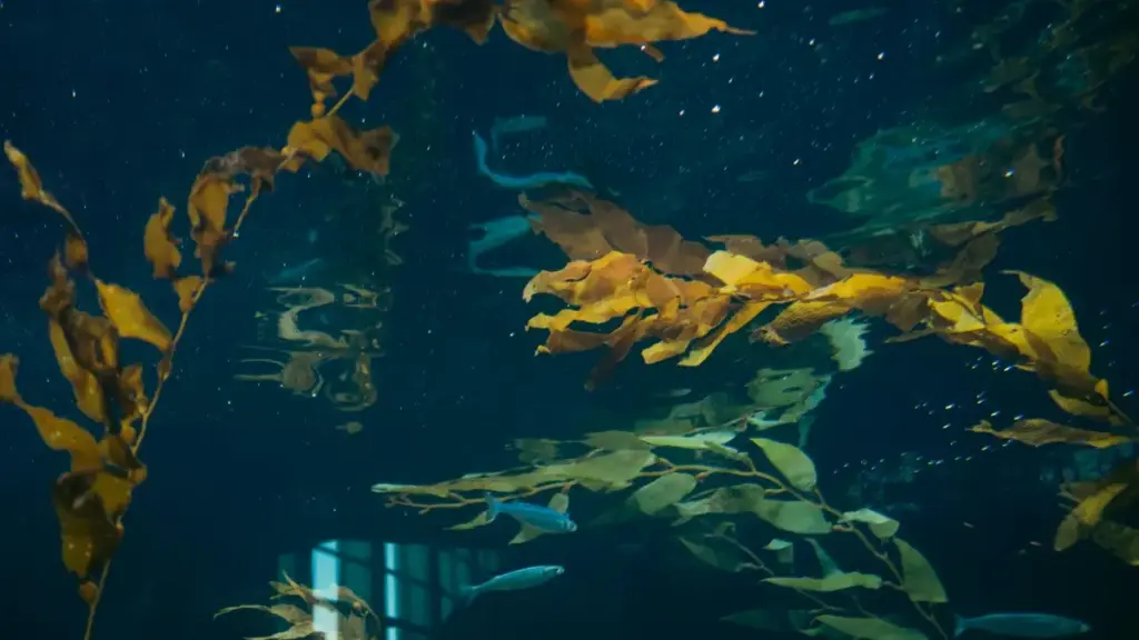 नेपालका क्रिएटरहरूका लागि व्यवहारिक गाइड: Shopee मा Russia ब्रान्डसम्म पुग्ने तरीका, पिच गर्ने रणनीति, भुक्तानी/लजिस्टिक्स सीमाहरू र भरोसा बनाउने ट्रिक्स। स्रोत र ट्रेन्डसहित।