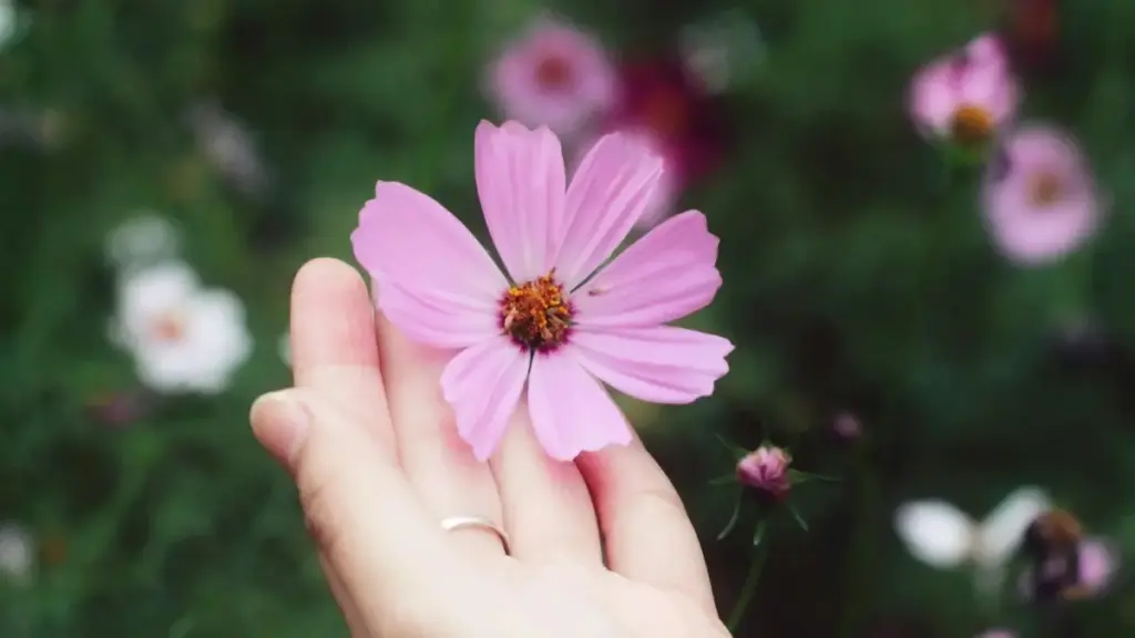 प्युएर्टो रिकोका Kuaishou क्रिएटर्स सँग टप क्रिएटर्स रिसोर्टिङलाइन वा प्रोडक्ट लाइन सहकार्य कसरी गर्नुस् — प्रायोगिक कदम, रिस्क चेक, र लाइभ-कॉमर्स ट्रेन्ड सँगै।