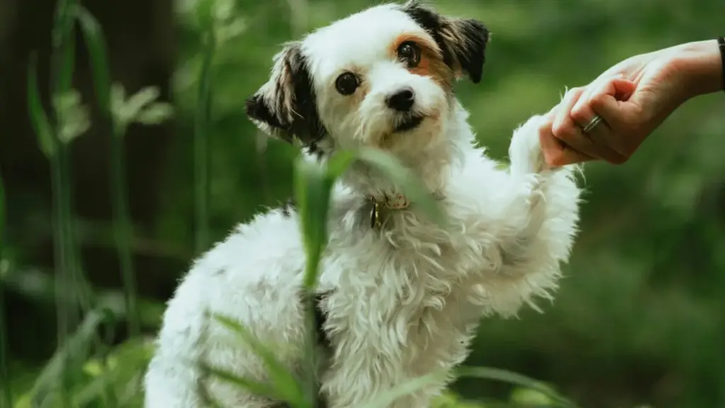 इरानका WhatsApp creator भेट्न, vet गर्न र network विस्तार गर्न चाहिने practical तरिका, risk check, trend insight र outreach playbook।