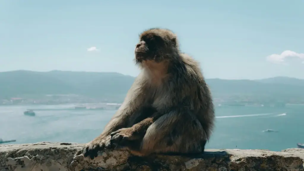 मोन्टेनेग्रोका सही Hulu-सम्बन्धित क्रिएटर कसरी भेट्ने, कसरी छान्ने, र मोबाइल app install ल्याउने campaign कसरी चलाउने — practical guide.