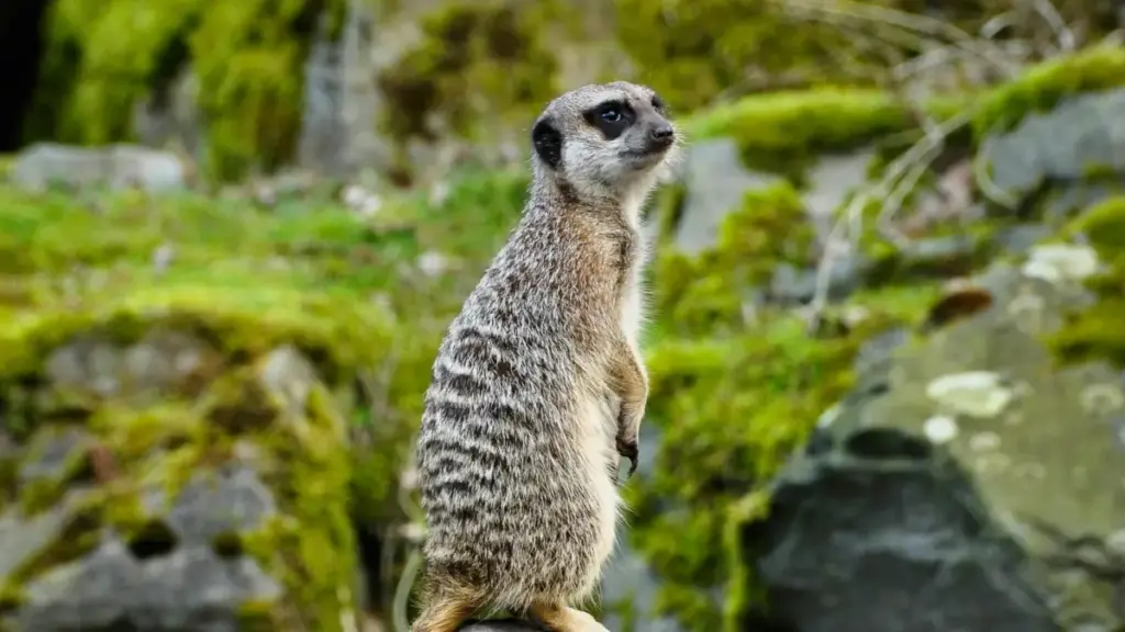 Josh मा न्युजिल्यान्ड ब्रान्डसम्म पुगेर behind-the-scenes content पिच गर्ने व्यावहारिक तरिका, ट्रेन्ड, र creator-friendly outreach टिप्स।