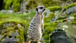 Josh मा न्युजिल्यान्ड ब्रान्डसम्म पुगेर behind-the-scenes content पिच गर्ने व्यावहारिक तरिका, ट्रेन्ड, र creator-friendly outreach टिप्स।